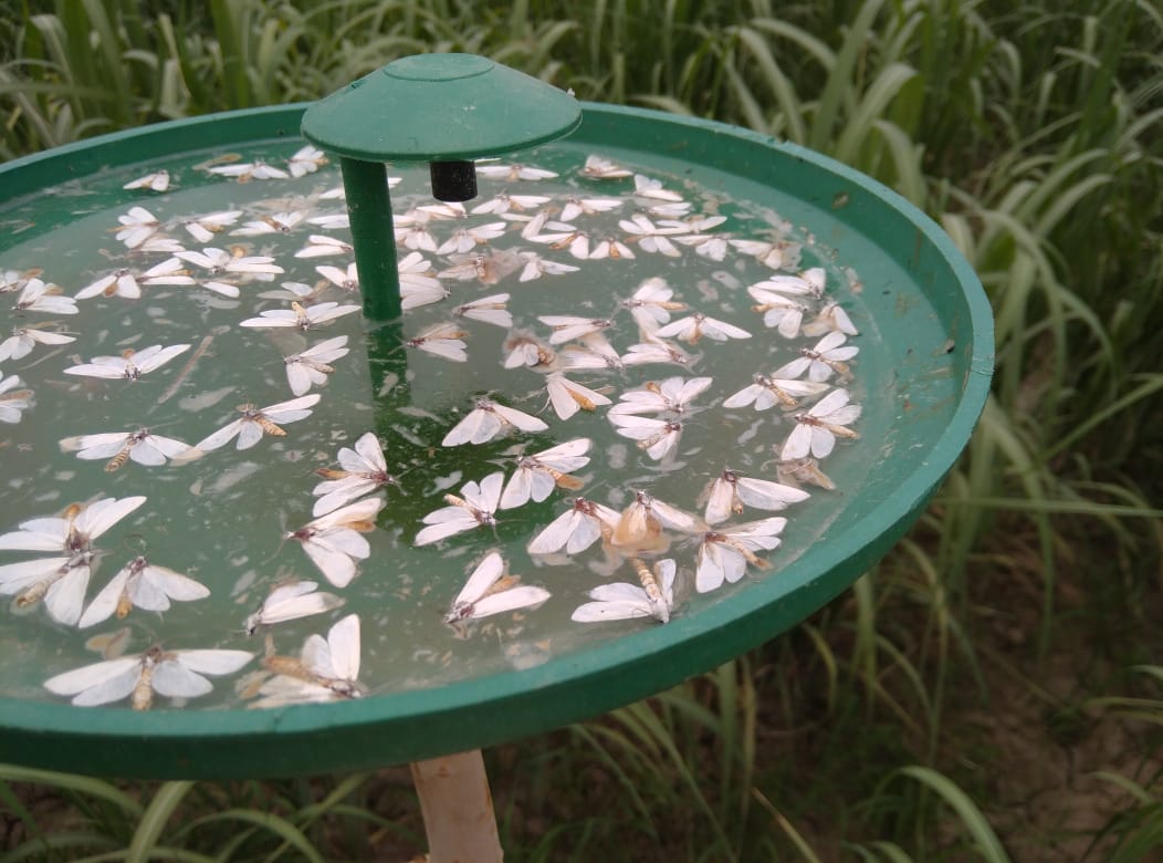 Bio Fertilizer