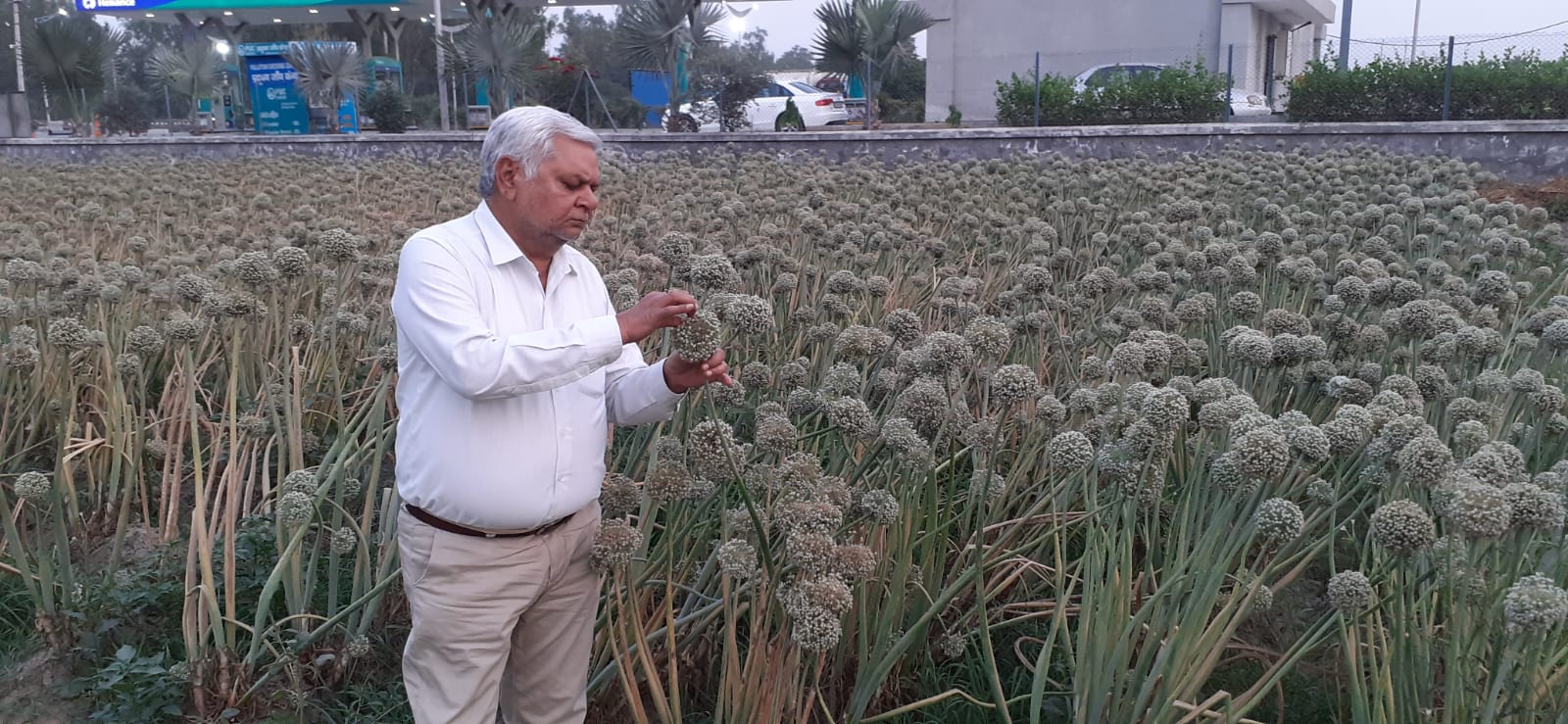 Seed Production