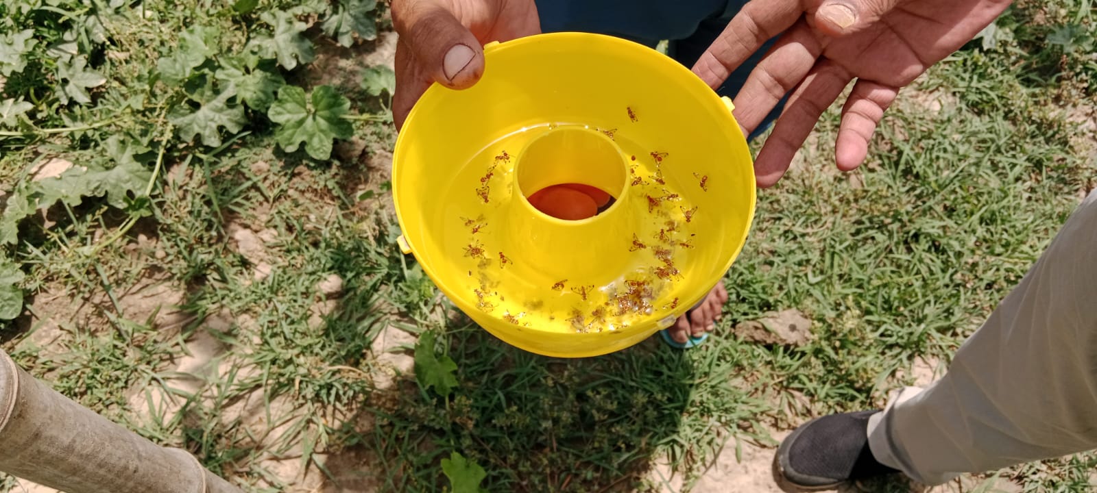 Solar Light Traps