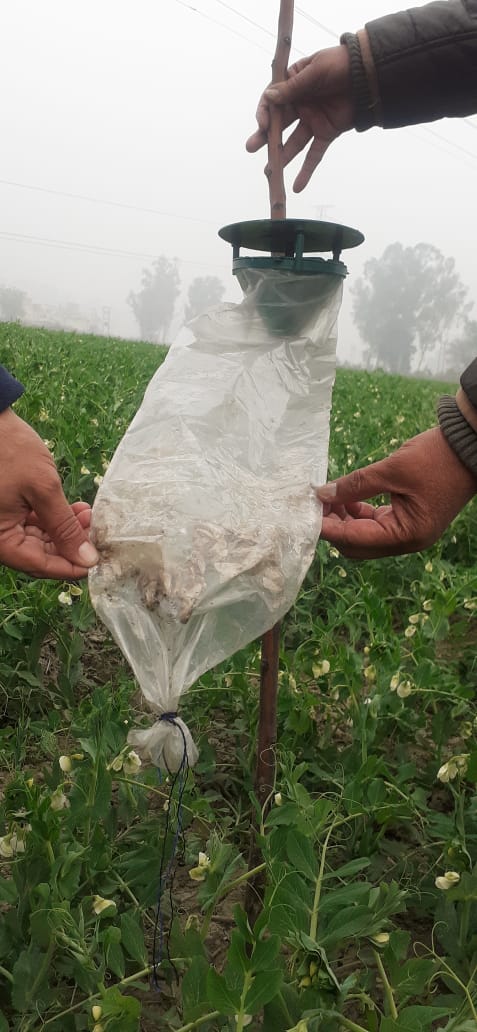 Pheromone Traps
